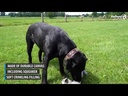 youtube - [Video]